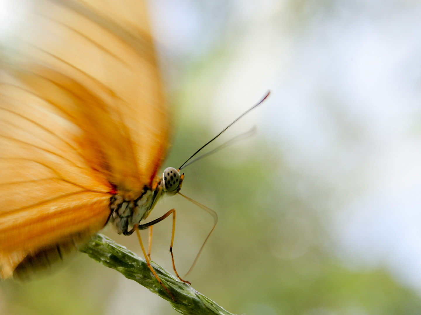 ...bald fliegen sie wieder