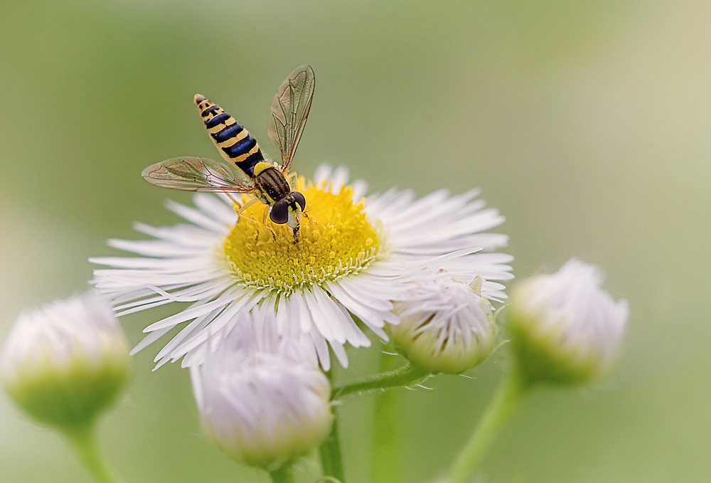 Bald fliegen sie wieder :)