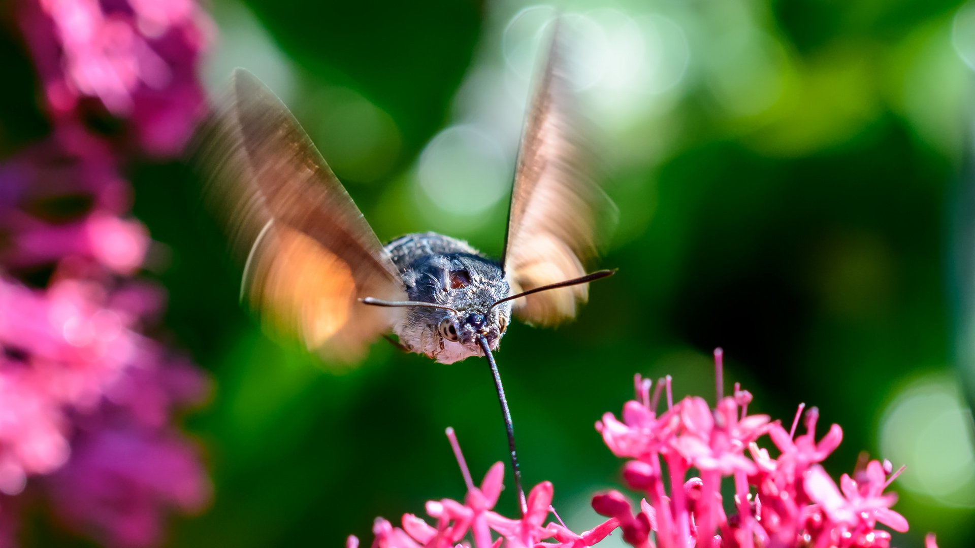 Bald fliegen sie wieder ;-))