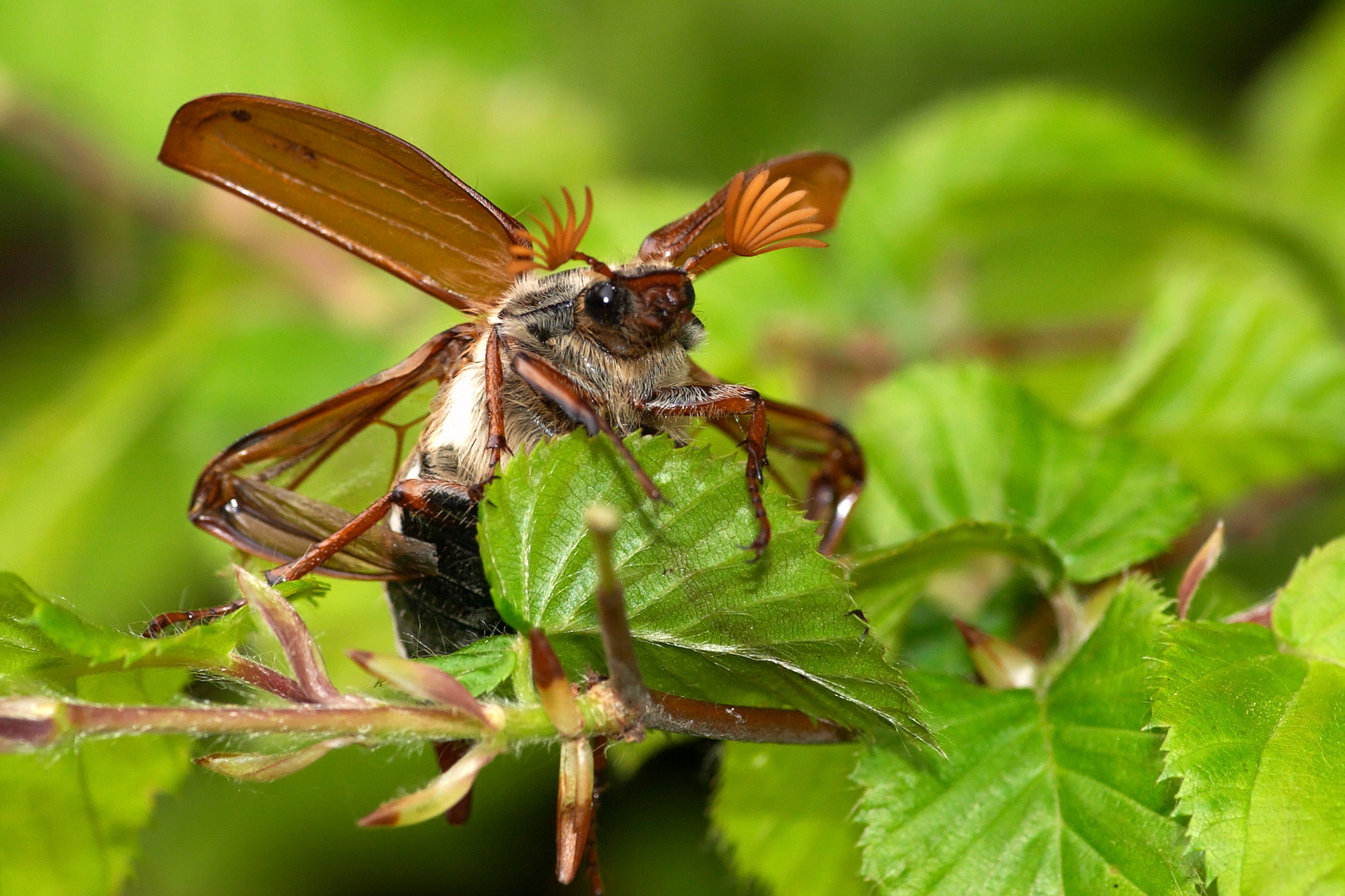 bald fliegen sie wieder II