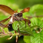 bald fliegen sie wieder II