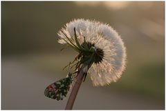 Bald fliegen sie wieder :O)