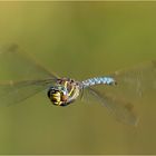 bald fliegen sie wieder - Torf-Mosaikjungfer(Aeshna juncea) männl.  .....