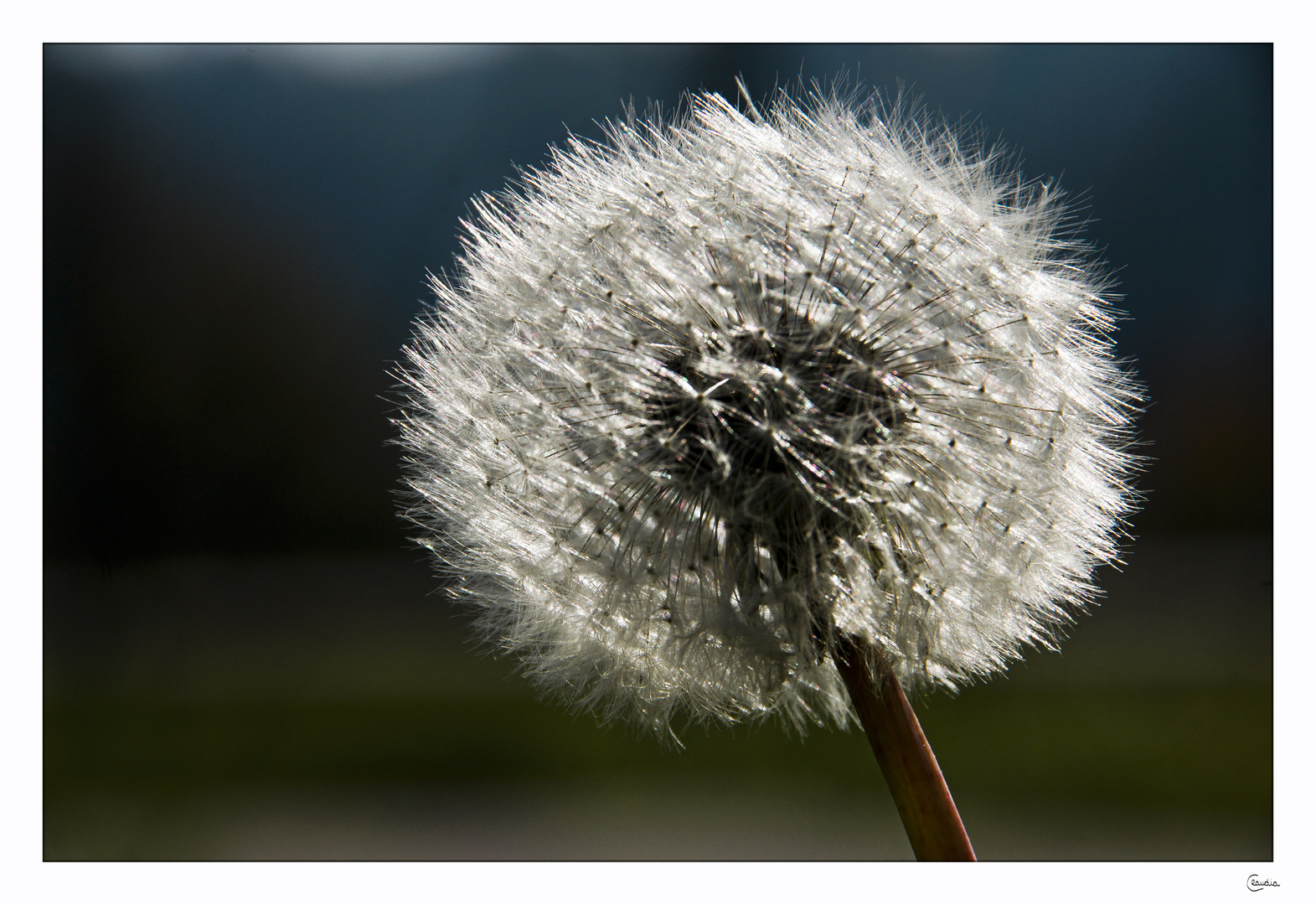 Bald fortgeweht, das Pusteblumensommerglück