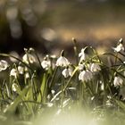 bald Frühling