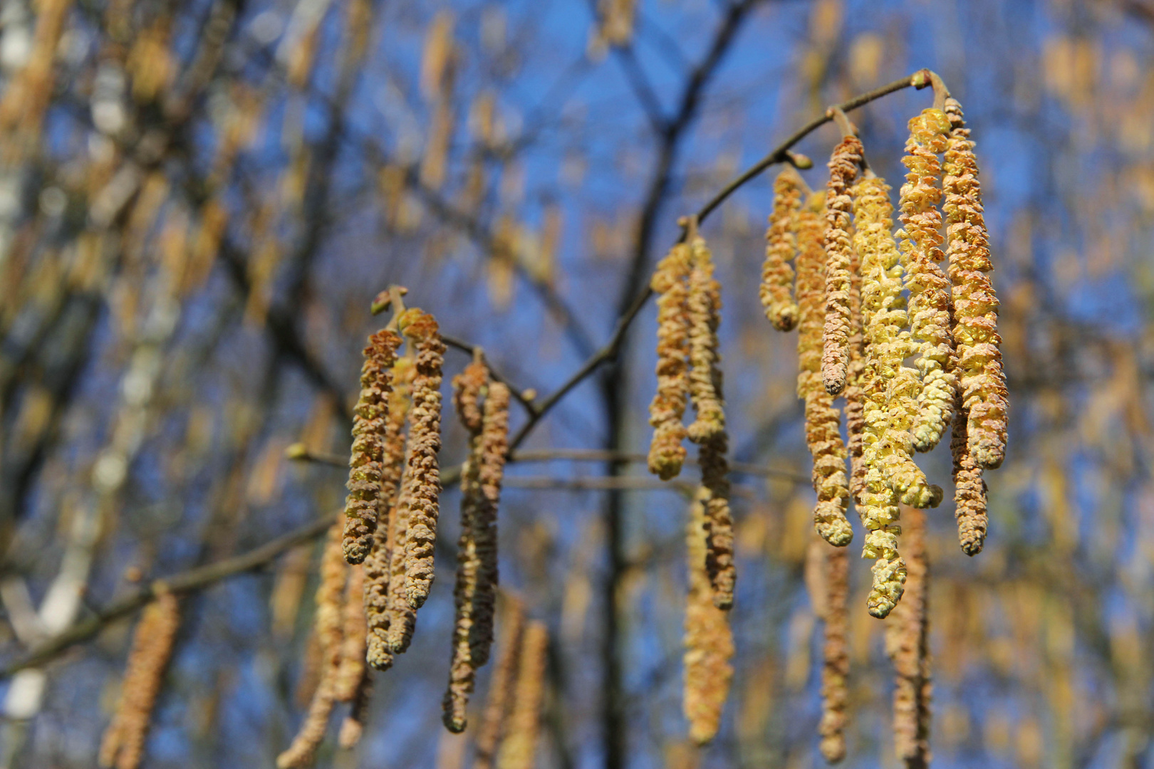 Bald Frühling?