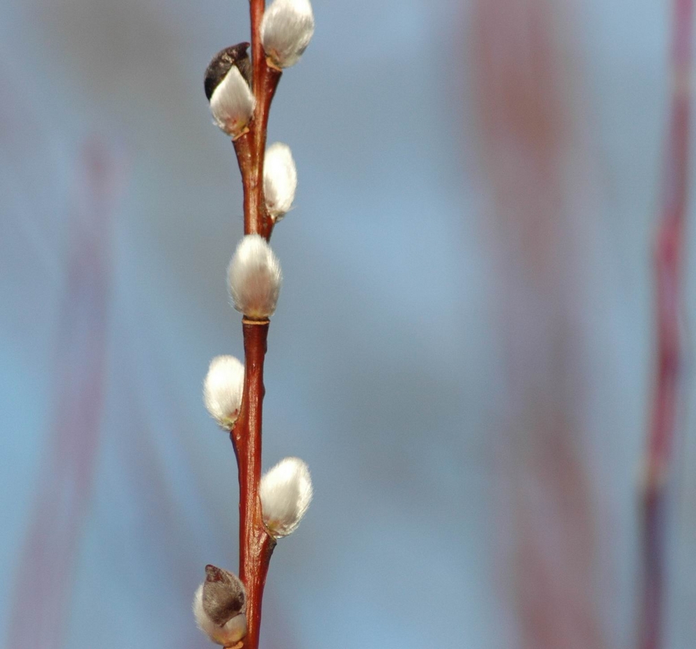 bald Frühling?