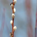 bald Frühling?