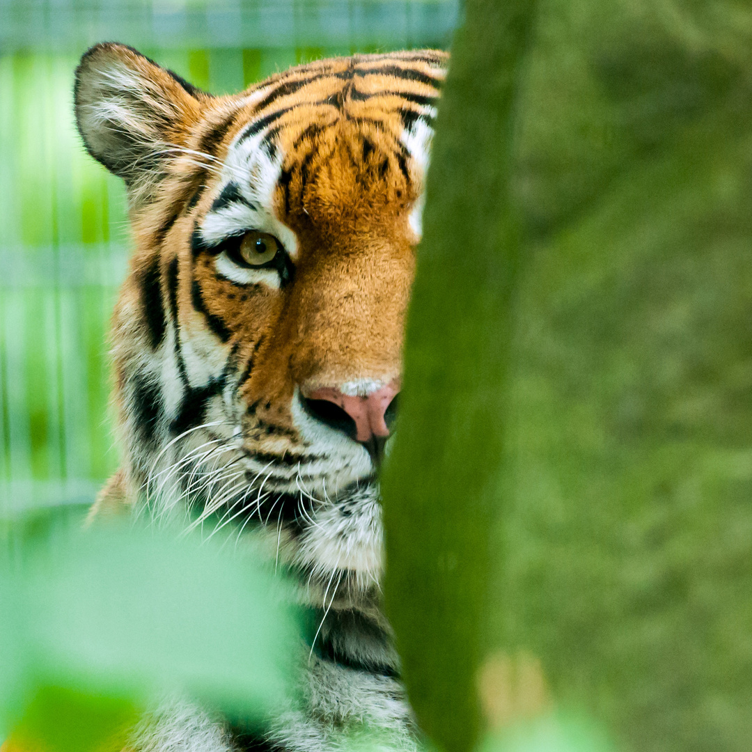 Bald ganz verschwunden-der Sibirische Tiger