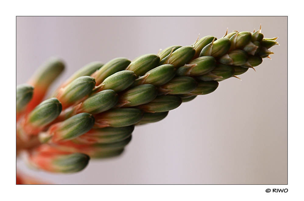 bald geht die Blüte der Papageienaloe auf.....