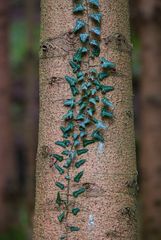 Bald geht es dem Baum an den Kragen