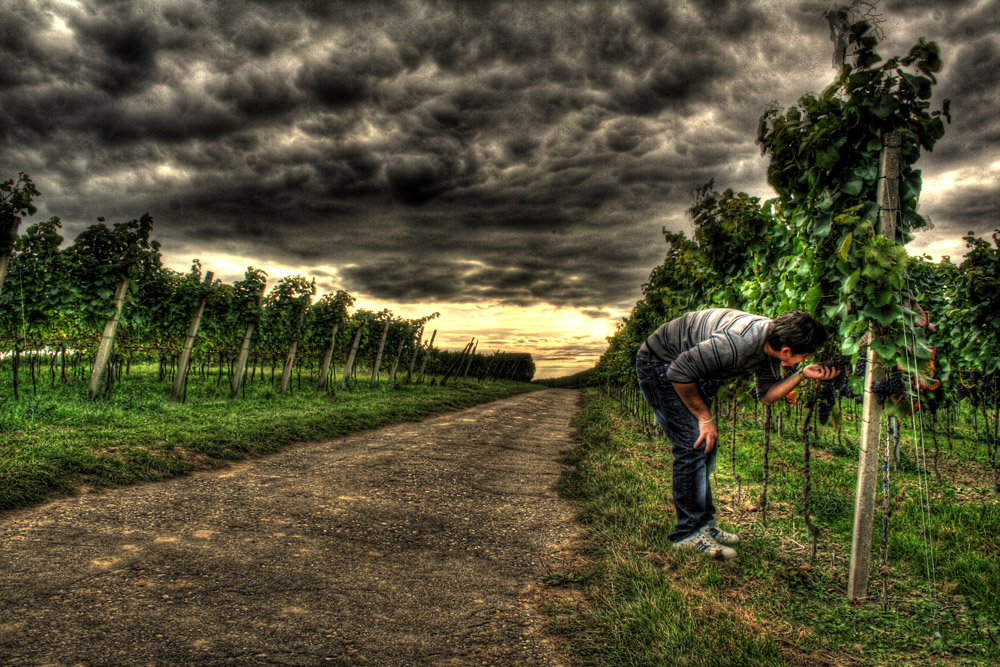 bald gibt es neuen wein