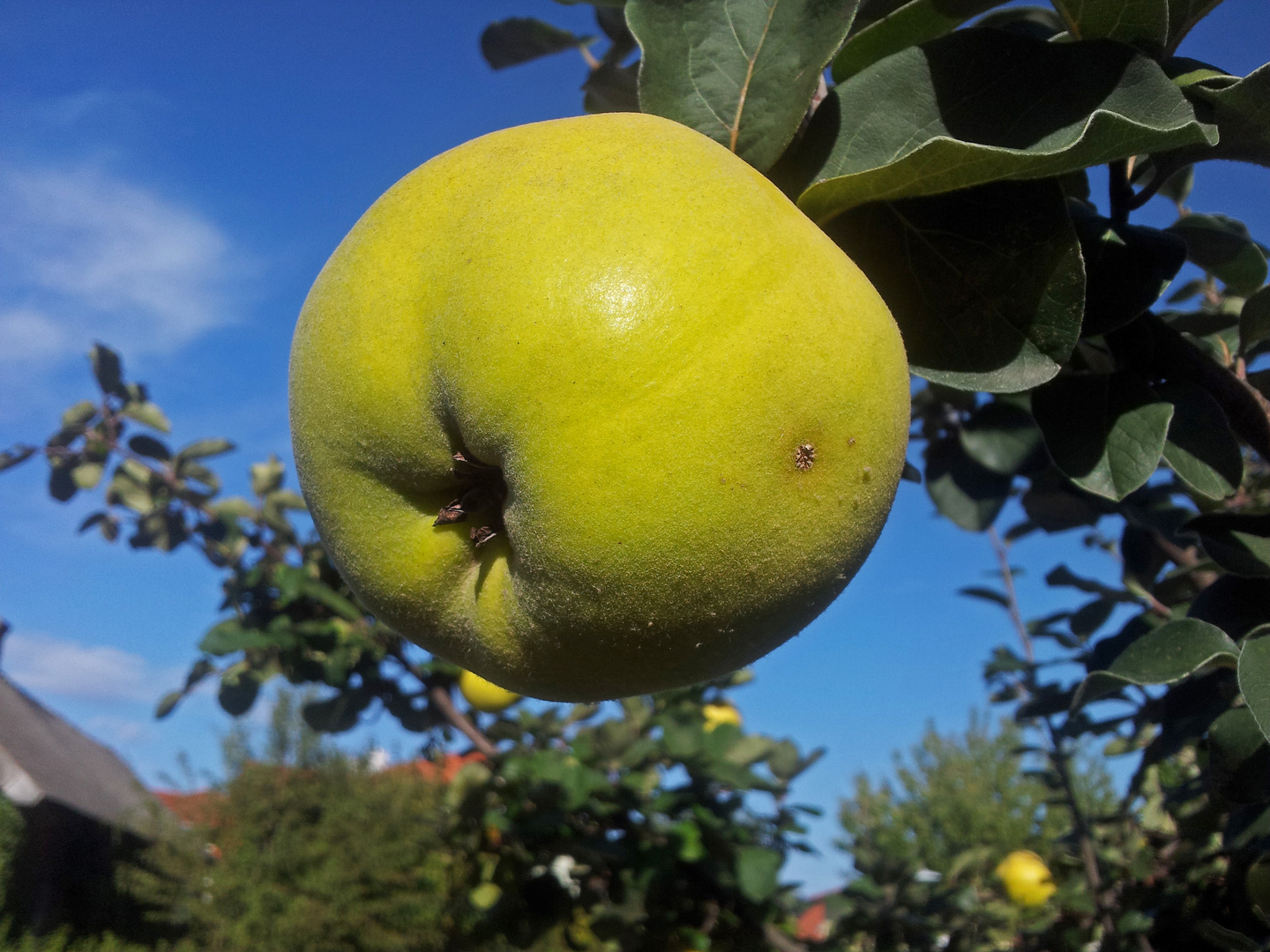 Bald gibt es ......................Quitten-Marmelade