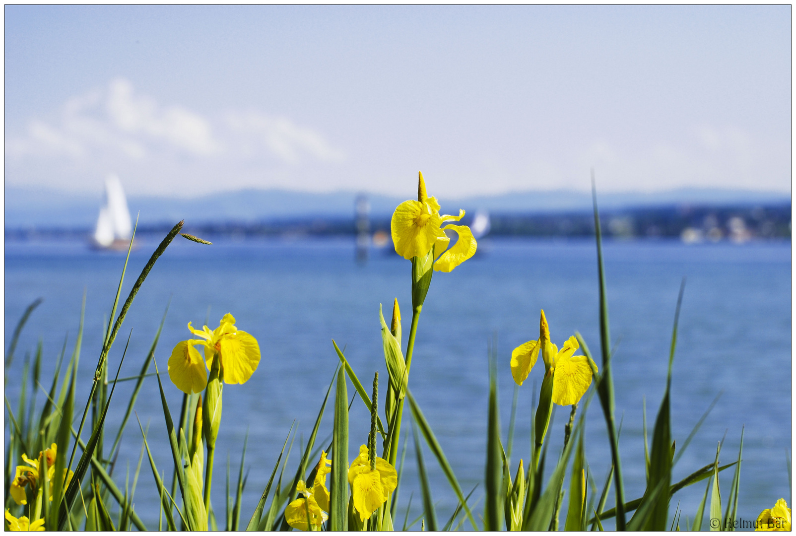 Bald gibt es wieder Blumen