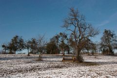 Bald gibt`s auch wieder Springreiten ...