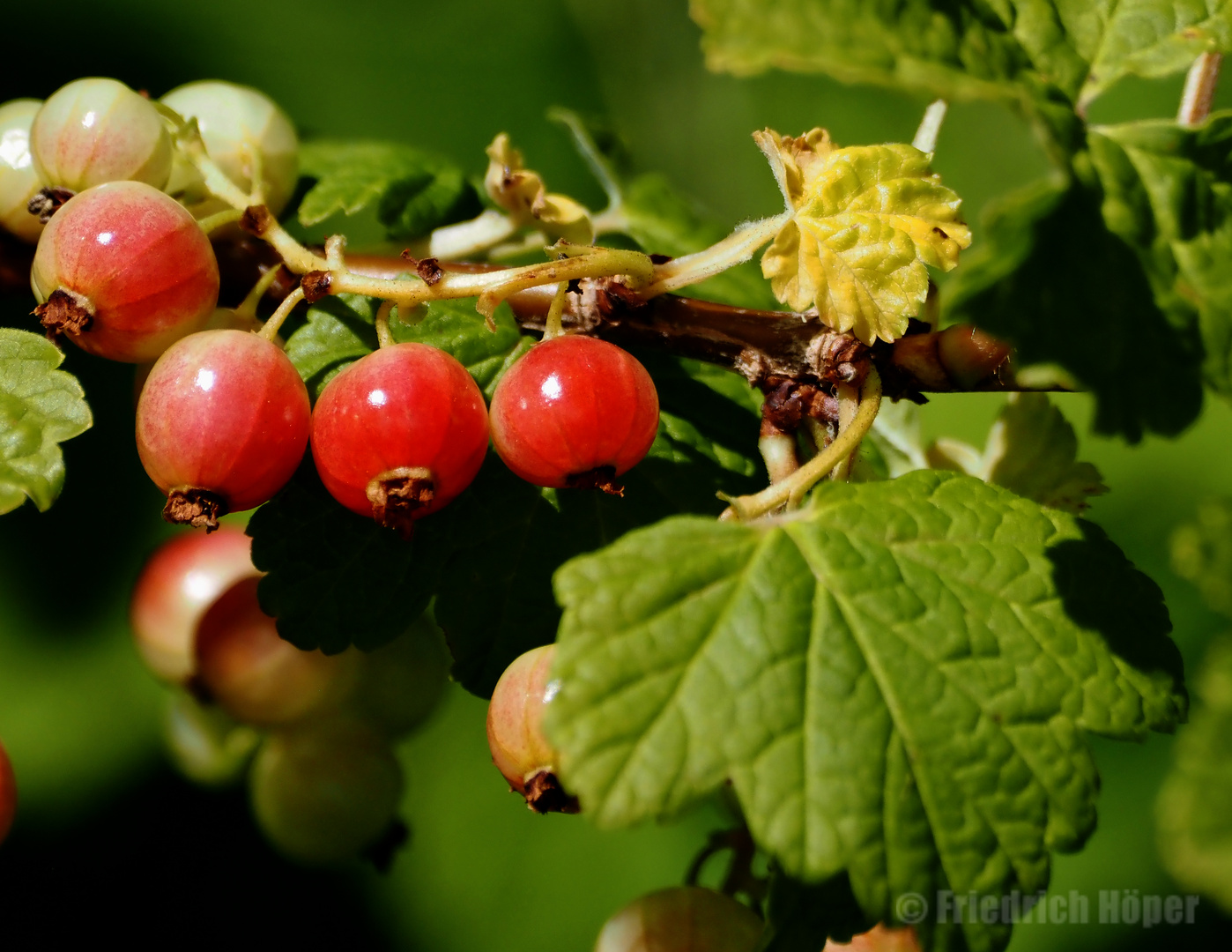 Bald gibt´s Johannisbeeren !