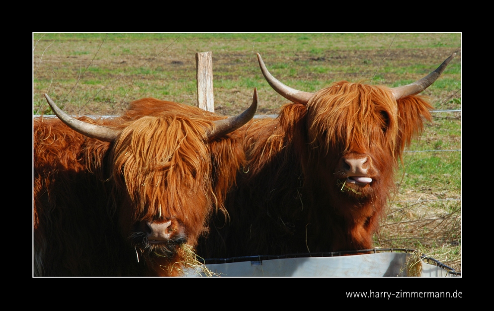 Bald gibt's wieder Gras