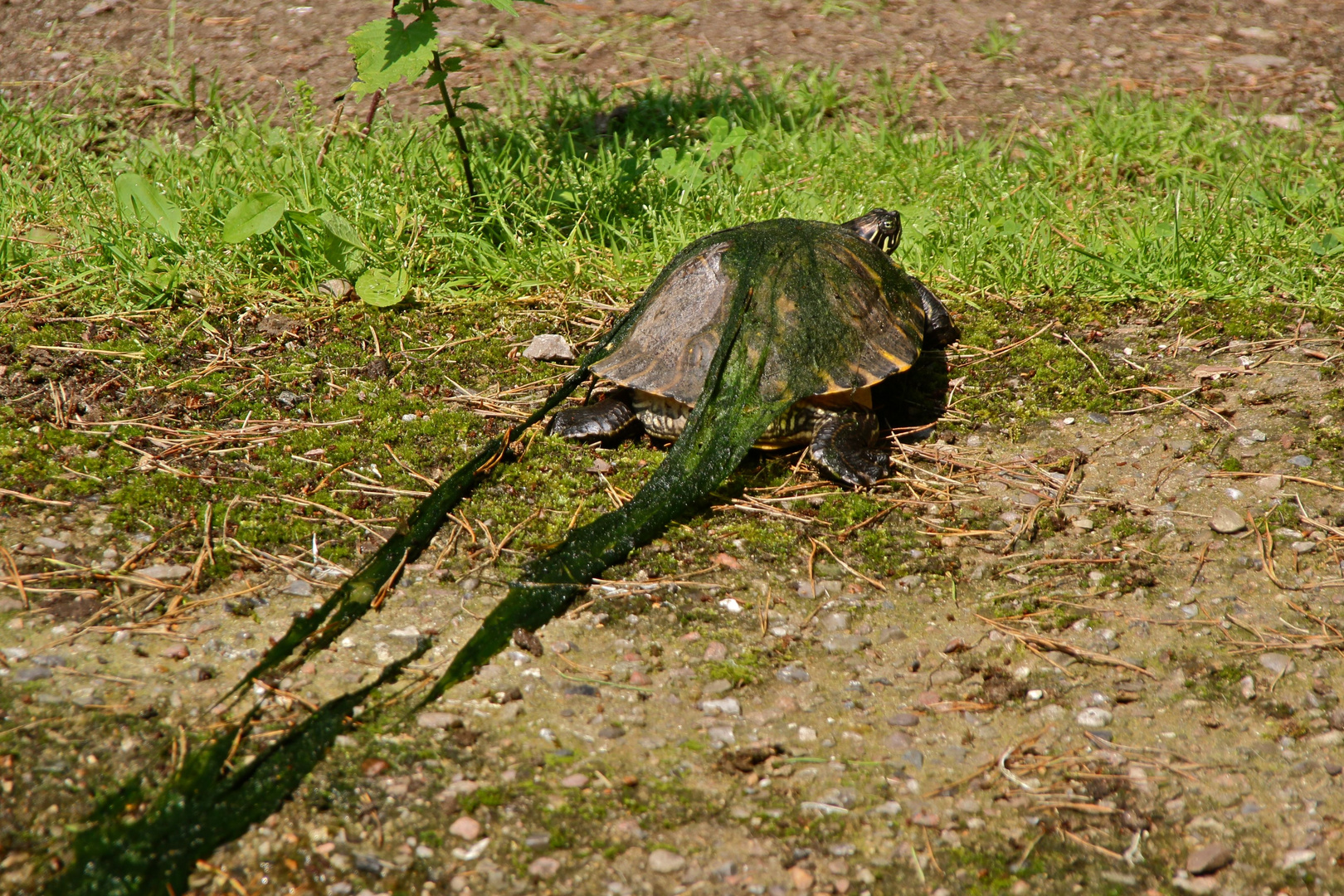 Bald habe ich den Teich sauber!!!