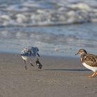 Bald hat der Sanderling kein Ding (mehr)