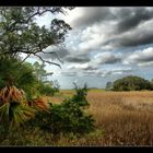 Bald Head Island Swamp