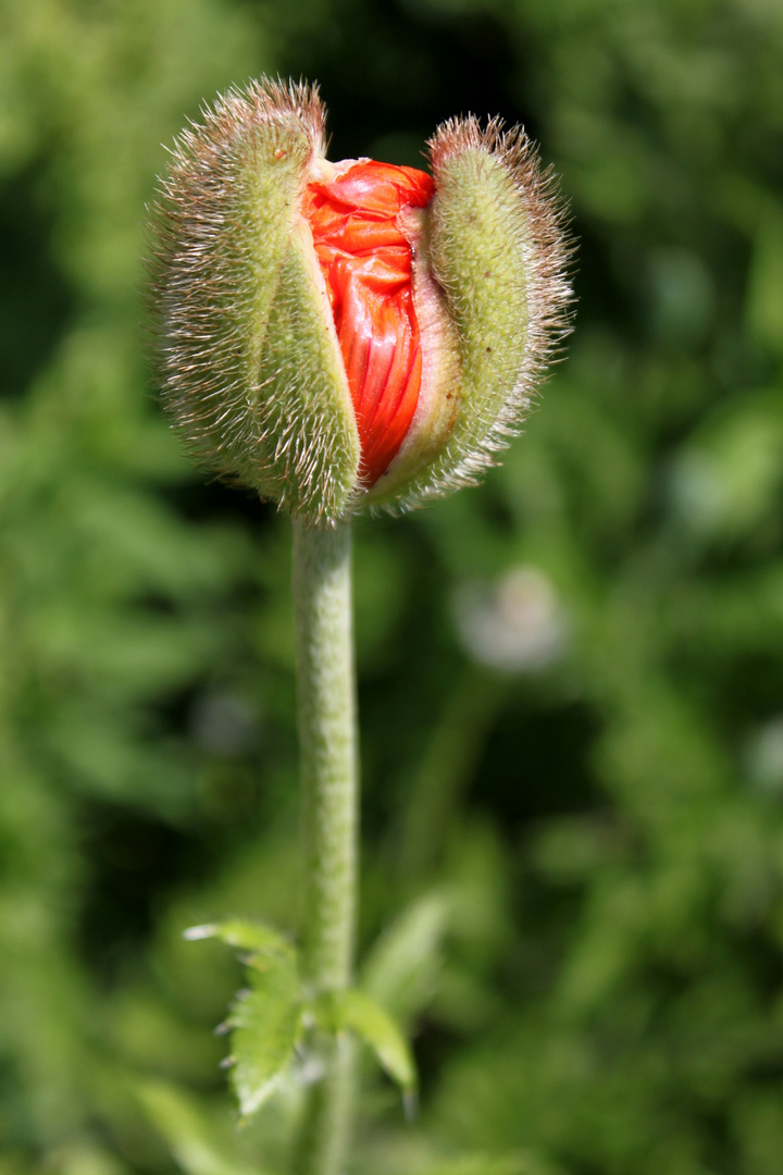 ...bald in voller Blüte.