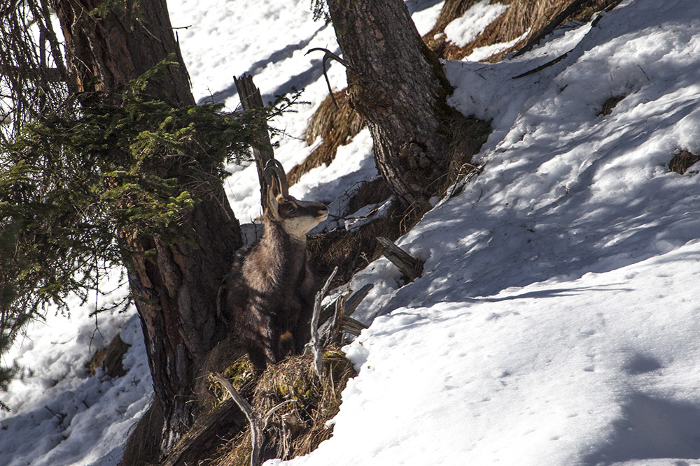 ... bald ist der Winter vorbei ...