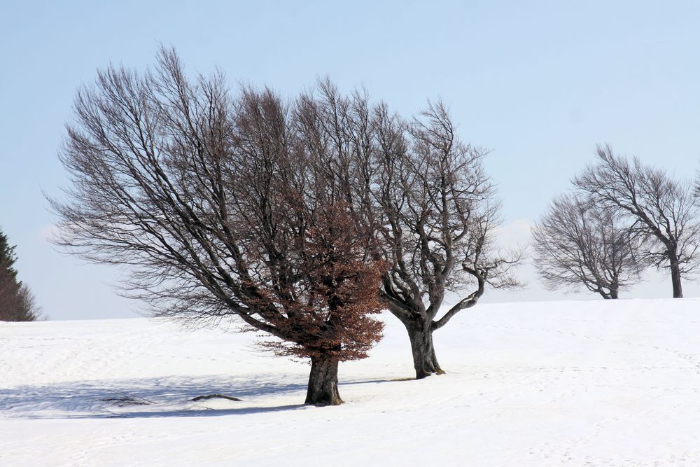 Bald ist die Winterzeit um - Windbuchen auf dem Stohren