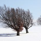 Bald ist die Winterzeit um - Windbuchen auf dem Stohren