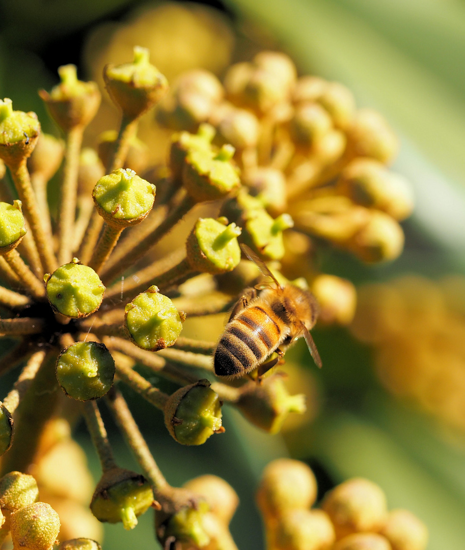 Bald ist Ende dann gehen die Bienen in Winterpause..