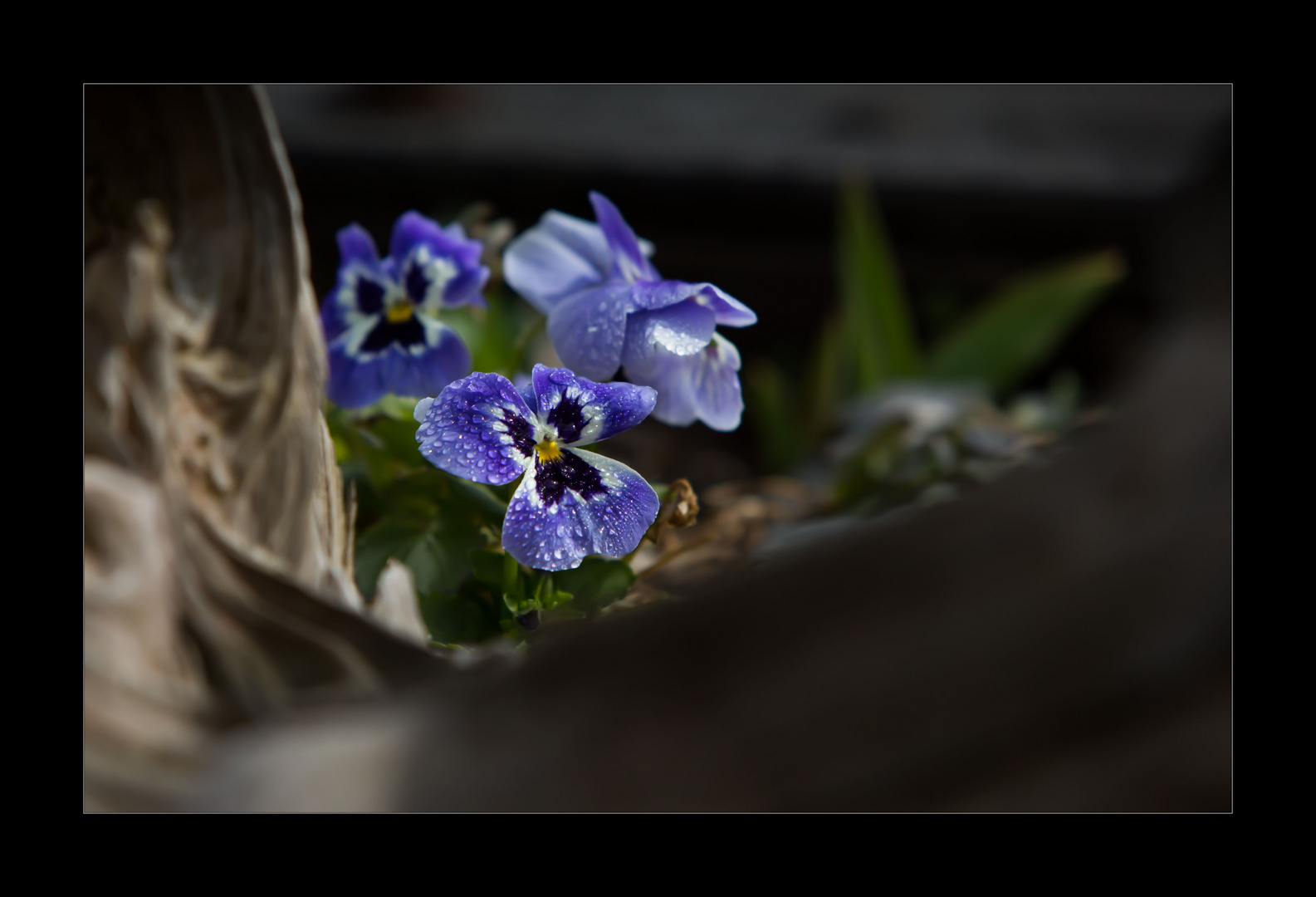 Bald ist er da....der Frühling