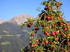 Bald ist Erntezeit