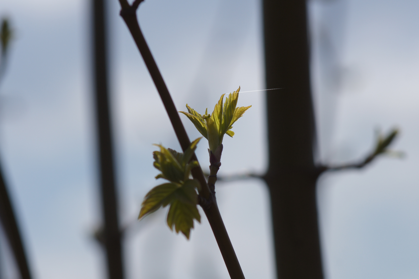 Bald ist es ein richtiges Blatt