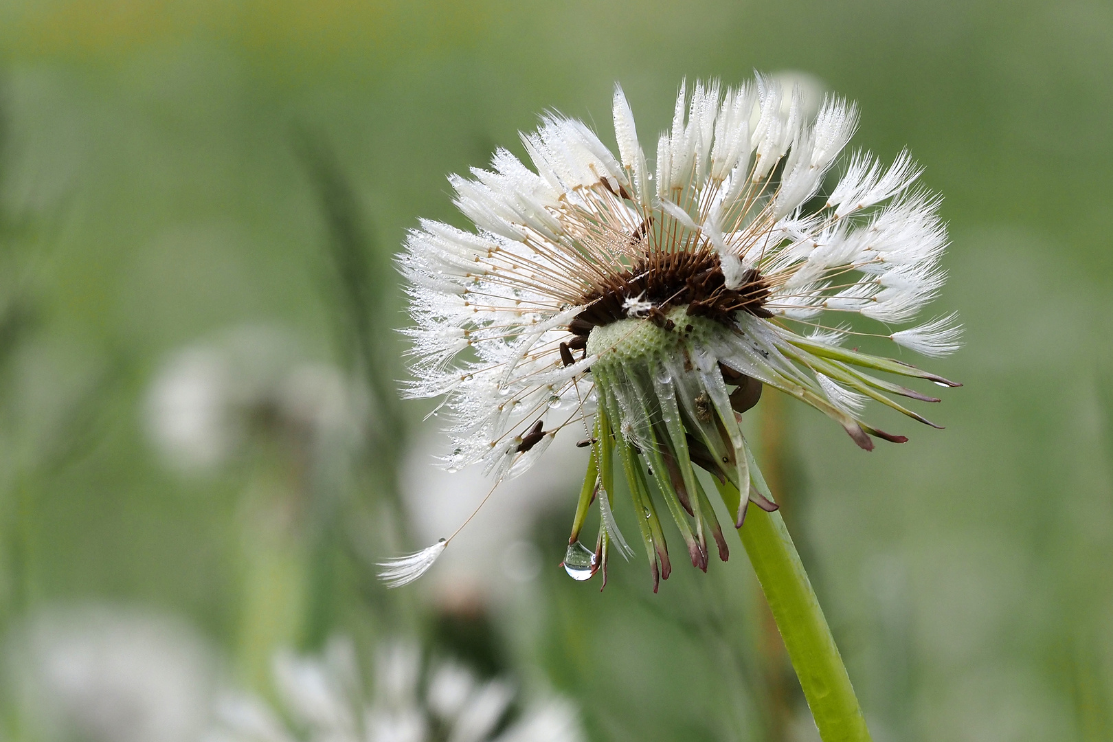 bald ist es soweit Foto & Bild projekte, 3 mittwochsblümchen, thementage Bilder auf