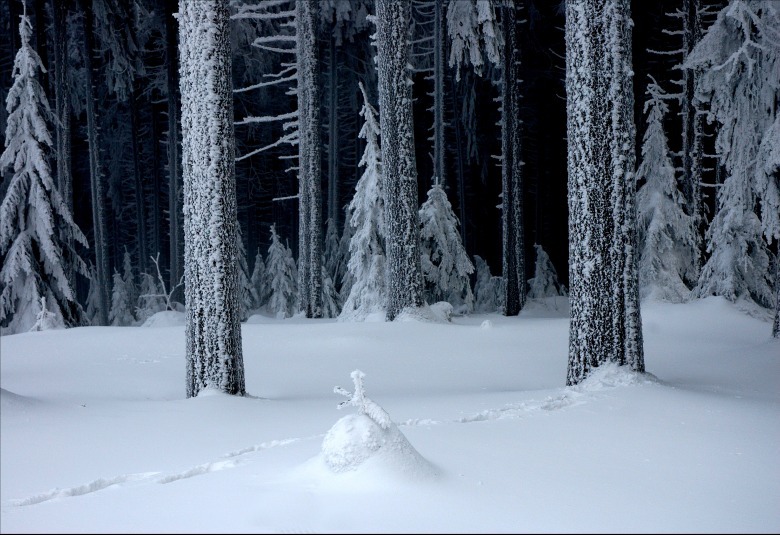 Bald ist es soweit - der Weihnachtswinterwald!