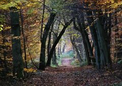 Bald ist es vorbei mit dem Herbstlaub