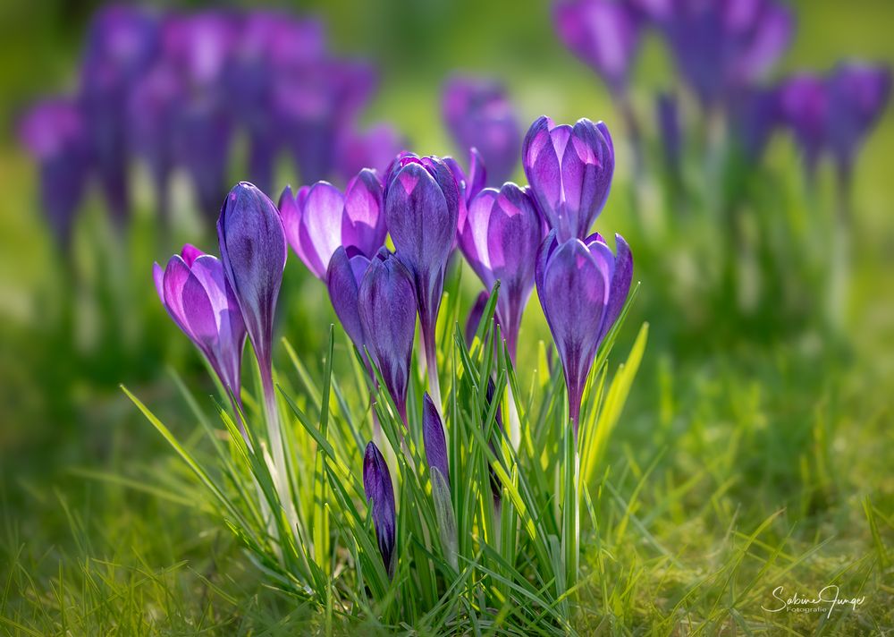 Bald ist es wieder soweit Foto & Bild naturmakros, projekte, naturkreativ Bilder auf