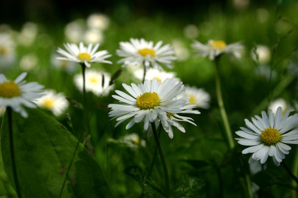...bald ist Frühling....