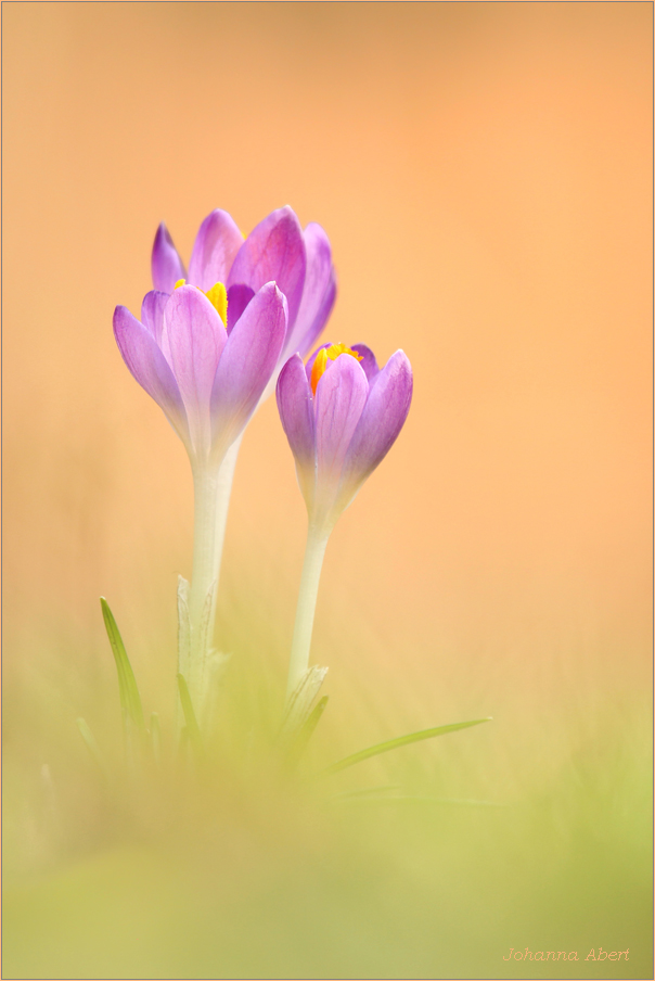 Bald ist Frühling