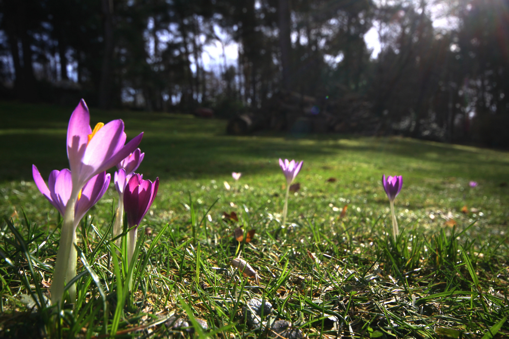 bald ist Frühling