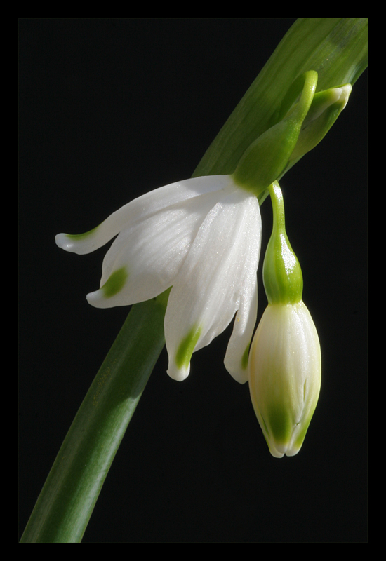 Bald ist Frühling!