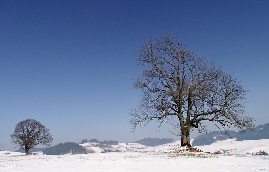 bald ist Frühling...