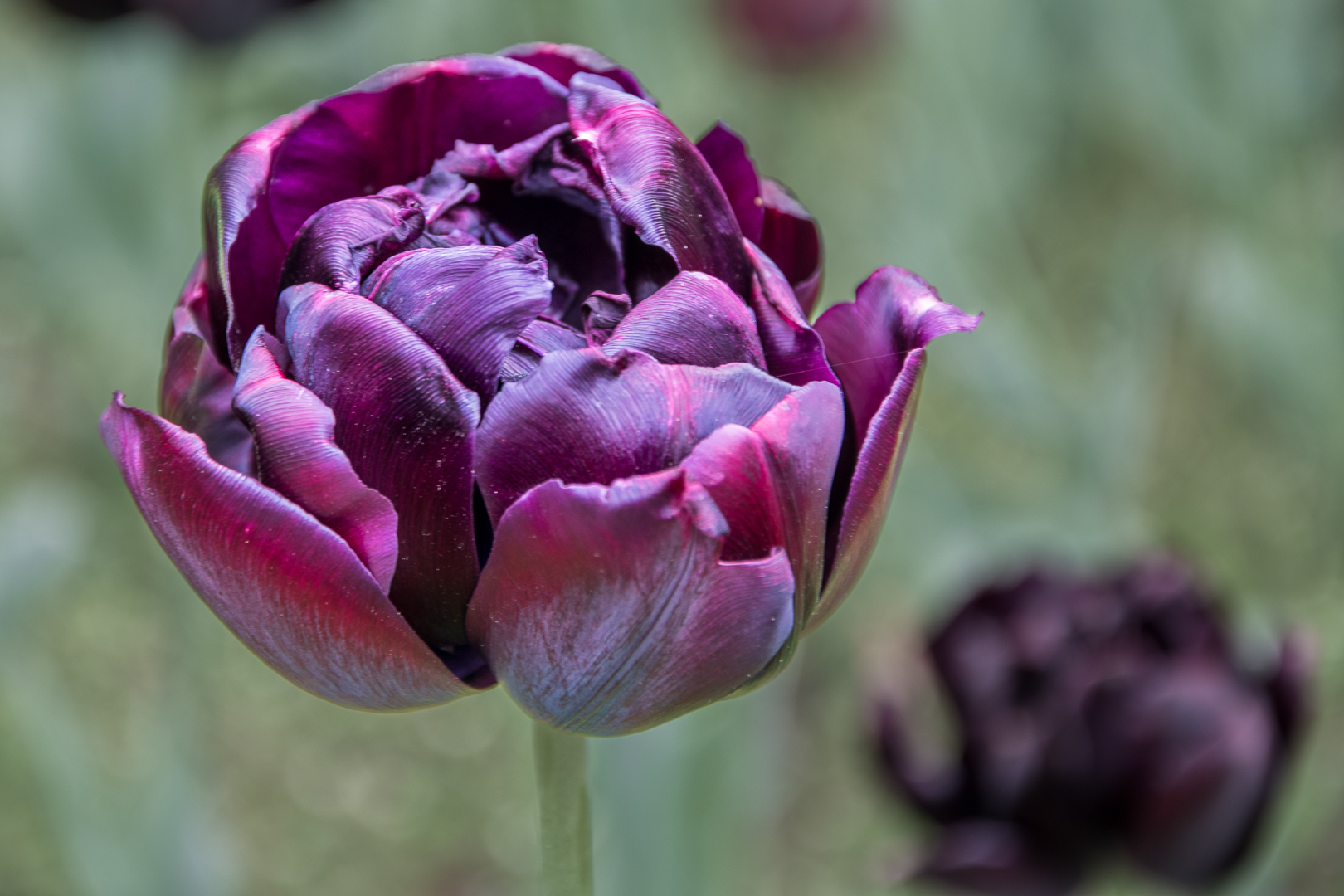 Bald ist Frühling