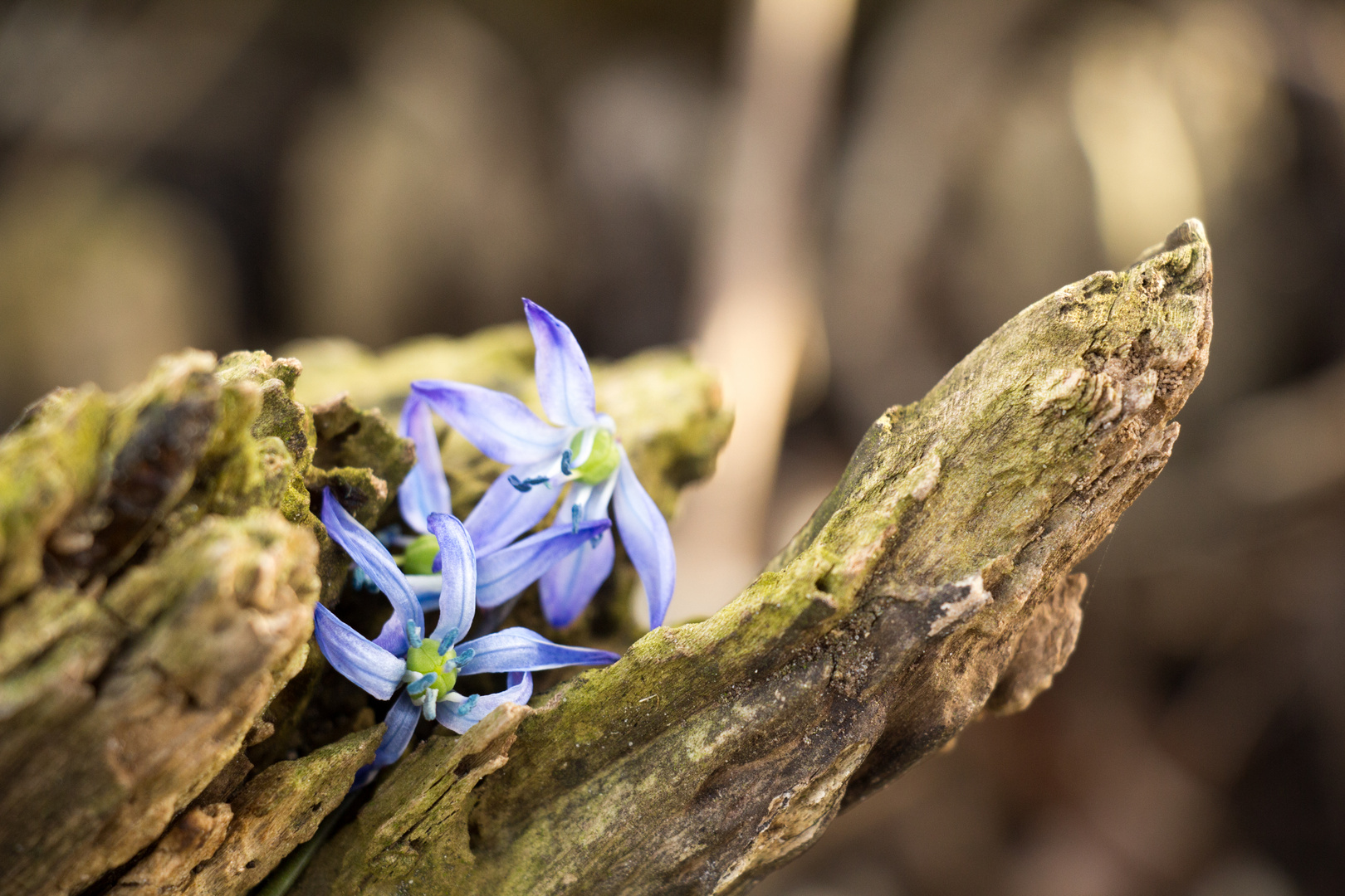 Bald ist Frühling