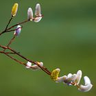 bald ist Frühling