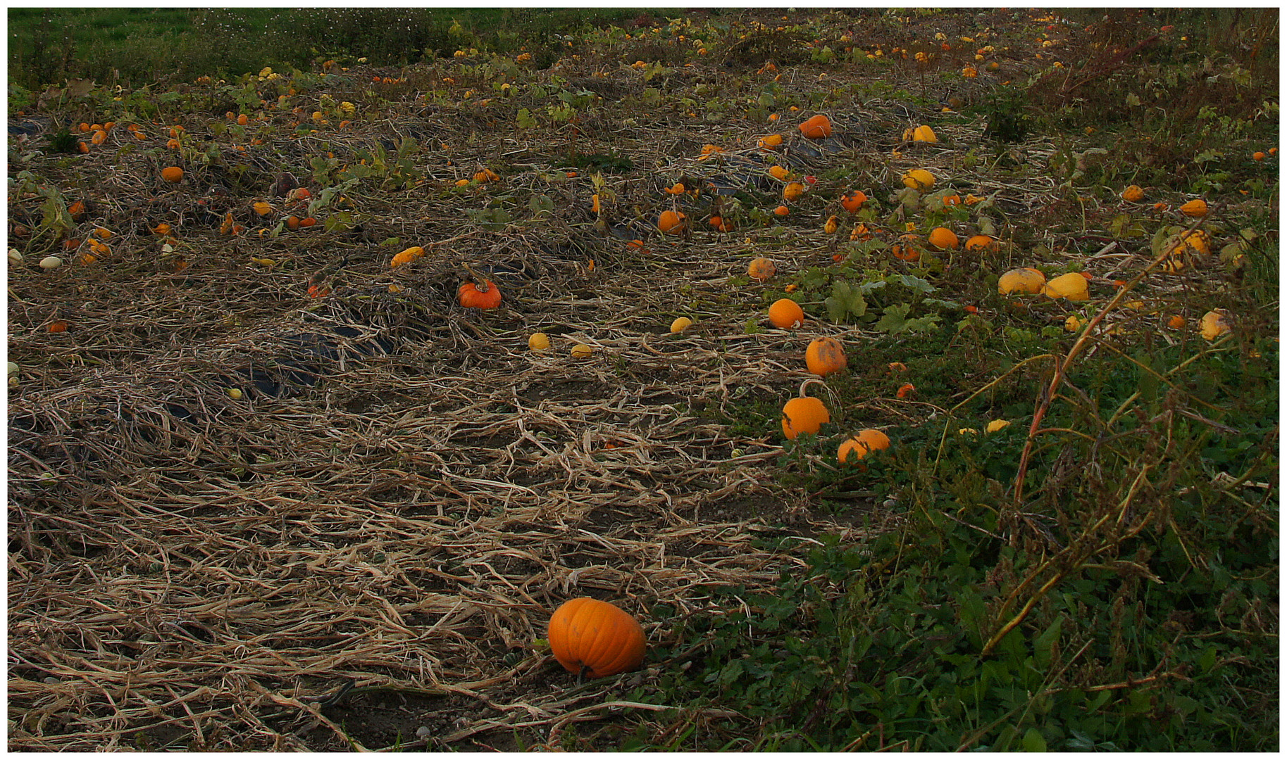 Bald ist Helloween