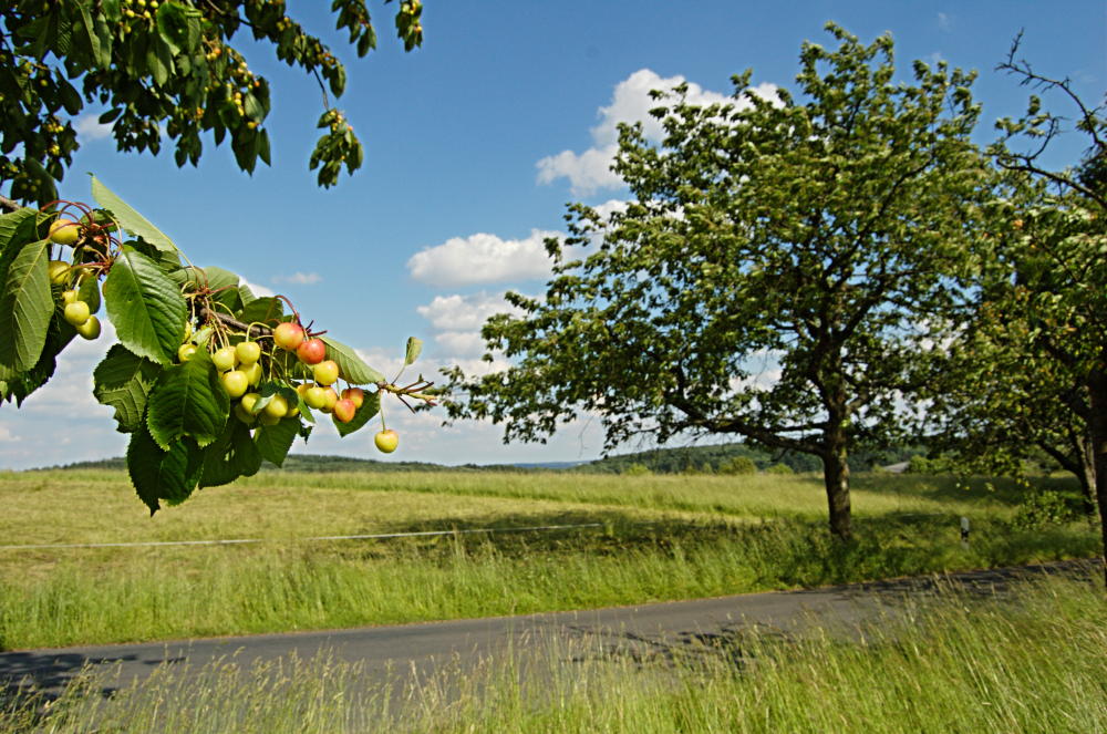 Bald ist Kirschernte