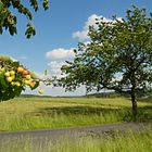 Bald ist Kirschernte