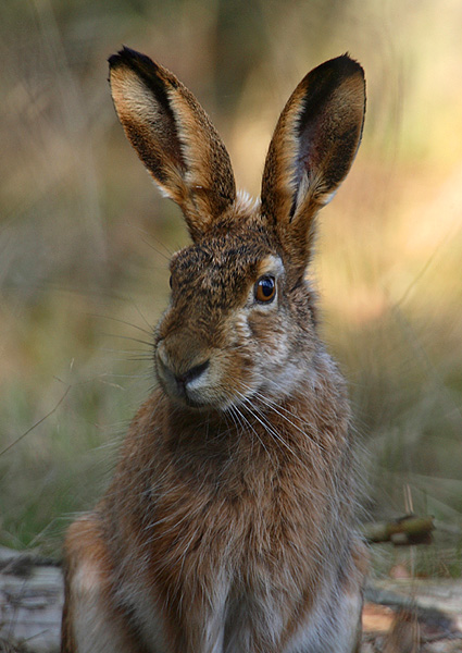 Bald ist Ostern!!!!!