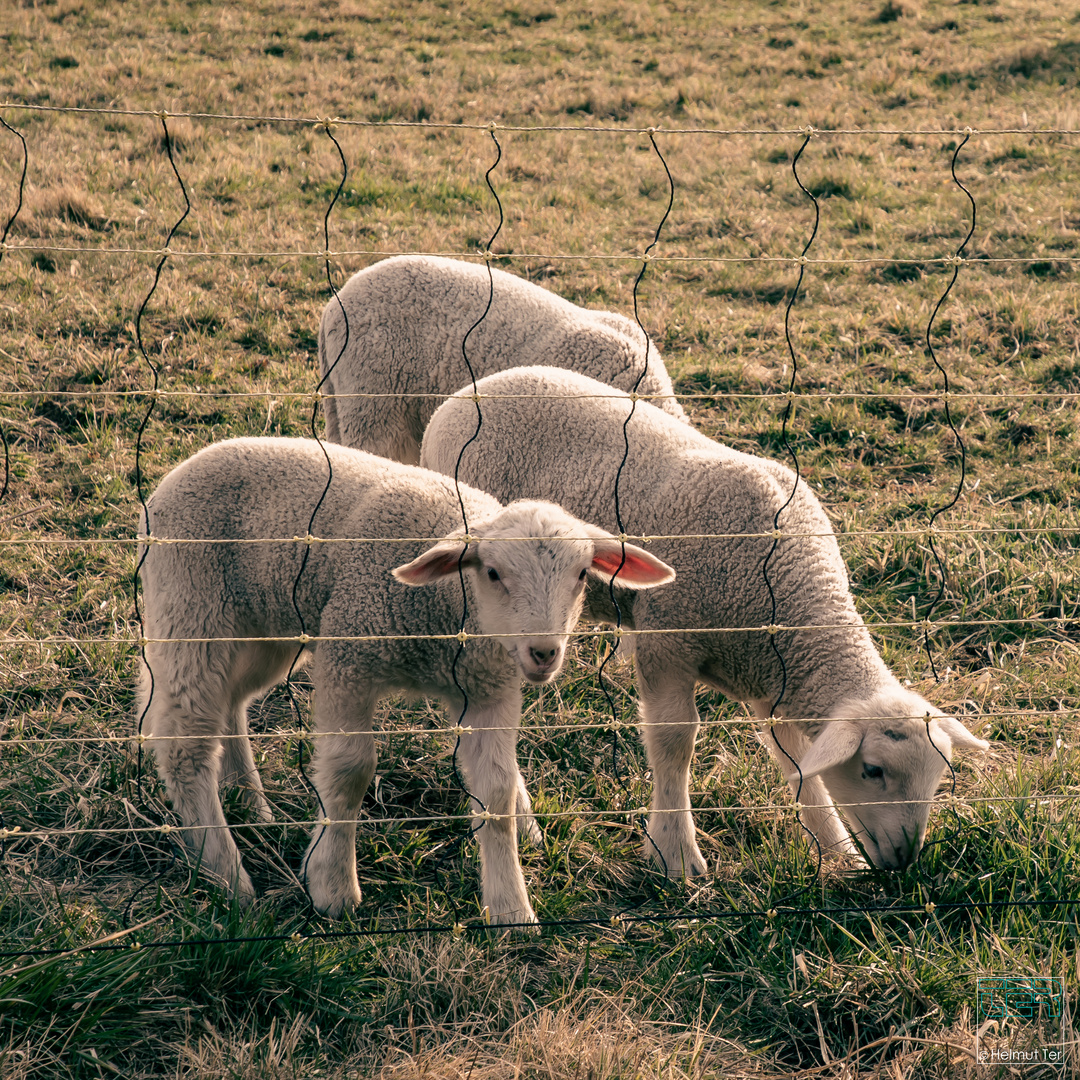 Bald ist Ostern.