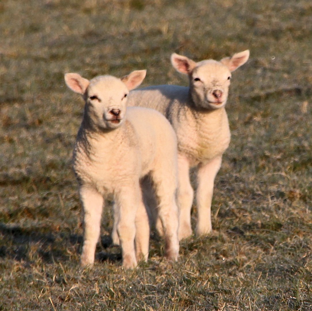 bald ist Ostern